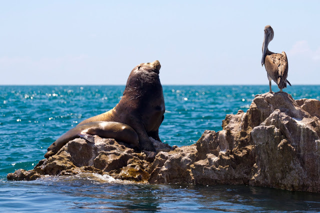 isla san jorge bird island
