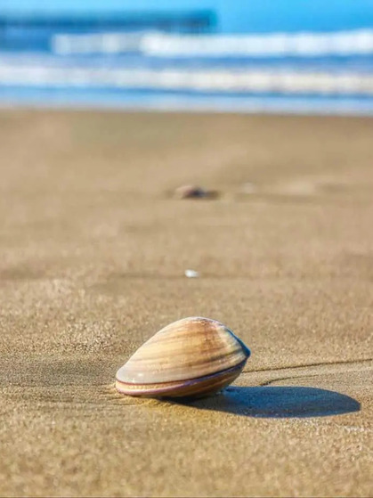 pismo clam2.jpg 1 2